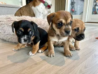 Bull / Boxer / Beagle Blandnings Hvalpe