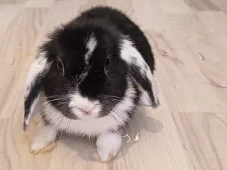 Sød lille mini lop / dværgvædder kanin🐇🐰