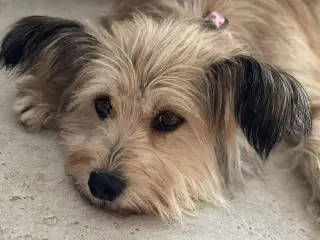 Smukkeste Suzy søger familie 🩷