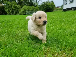 Smukke Golden Doodle hvalpe