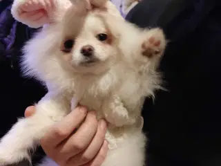 teacup Pomeranian 