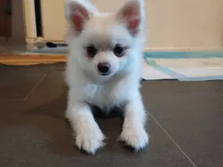 Mini Pomeranian 