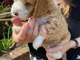 cockerpoo hvalpe