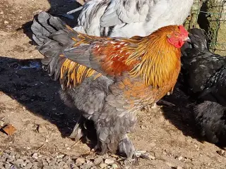 Hane 6 mdr.  Mor er Maran. Far et Brahma.