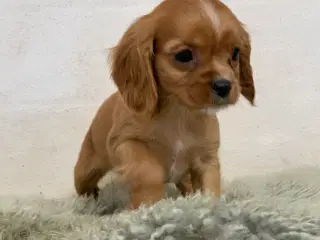 De yndigste cavapoo babyer er rejseklar 