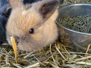 Kaninunger