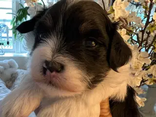 Søde & Dejlige Bichon Havanais 