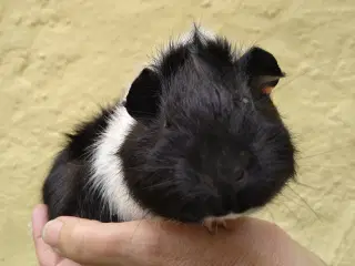 Halloween tilbud, 2 Hun unger til