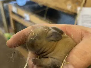 Smukke hermelin unger