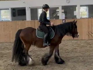 Irish cob / Tinker 