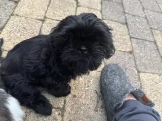 Shih Tzu hvalp - Alfred 