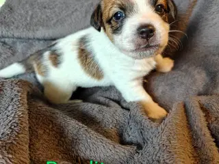 Lækker Jack Russell Terrier hvalpe