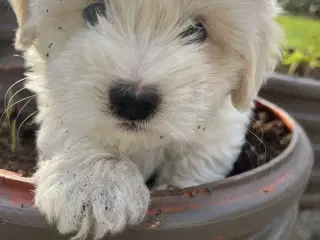 Coton De Tulear Basis + DKK Stambog 