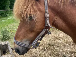Islænder samt blandings pony sælges