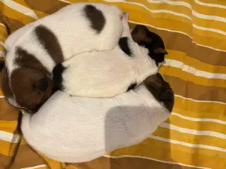 Jack russel terrier hvalpe