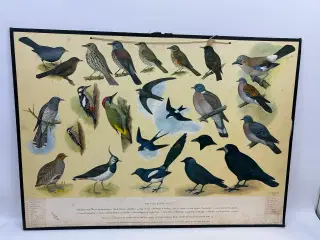 Vintage skoleplanche (Fugle)