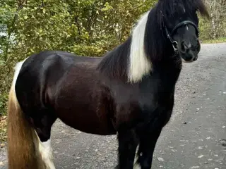 Søde pony hoppe 