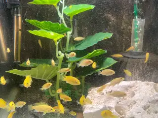 Akvarie fisk 