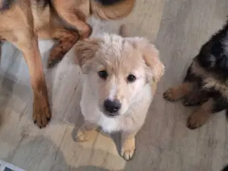 Golden Shepherd hvalp 🩷