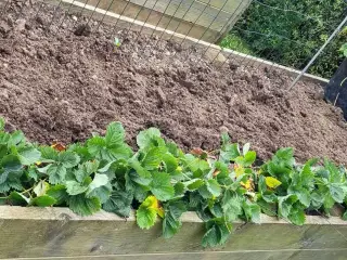 Jordbær planter
