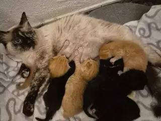 1/2 Ragdoll 