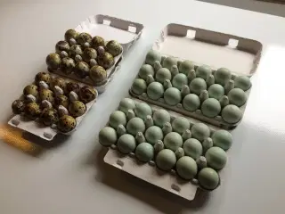 Vagtel rugeæg fra japanske og franske vagtler