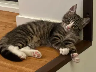 Kattekilling gives bort 