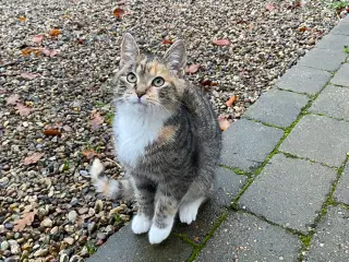 Kattekillinger søger nyt hjem