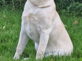 Labrador unghund 