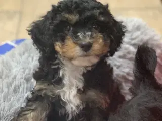 Cavapoo babyer må rejse fra d 10/3-25