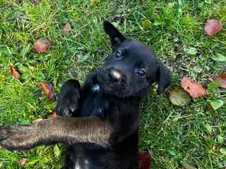 Hvalpe.  Labrador/ Rottweiler / Cane Corso