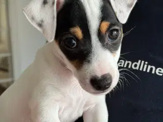 Jack Russell hvalpe 