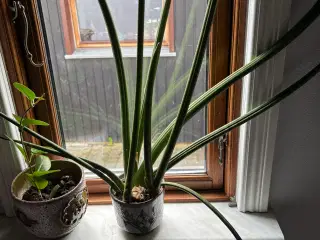 Stueplante