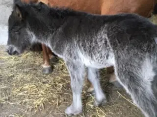 1 års islænder hoppe 