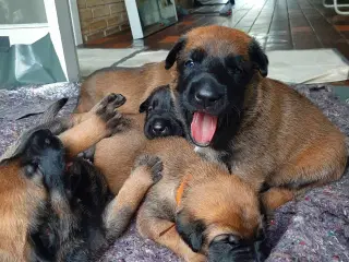 Hvalpe Renracet Malinois Belgisk hyrdehund