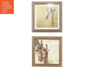 Billedrammer med giraf motiver fra Afrika Galleri (str. 18 x 18 cm)