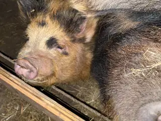 Kunekune søer 