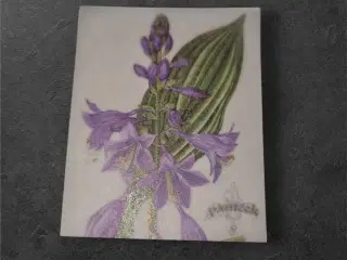 Smukke akvarelpapirark med hosta-design