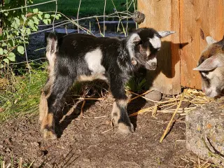 Dværgged bukkekid 