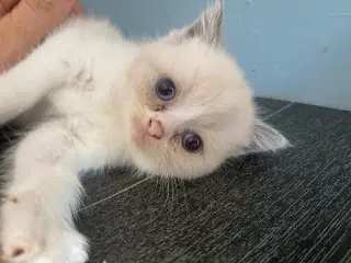 Ragdoll hunkilling til salg blå øjne og sjælden 