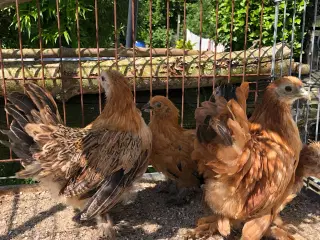 3 dværg høne kyllinger