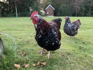 Orpington ‘Porcelæn’ Hane