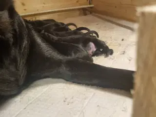 Formel 1 labrador 