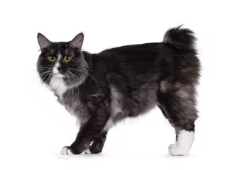 Kurilean Bobtail hankastrat