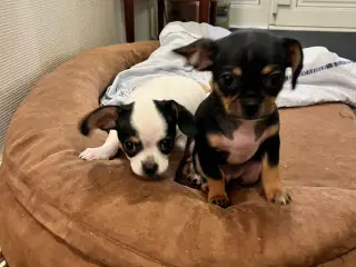 Chihauhau hvalpe sælges.