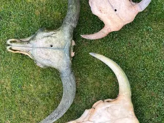 Kranier fra kvæg typen Longhorn