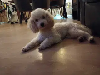 Lille puddel 