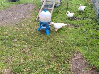 Moskusænder med alt tilbehør 