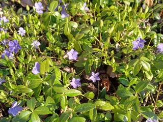 Bunddække/Vintergrønt / Vinca Minor - stedsegrøn