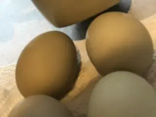 Ruge æg